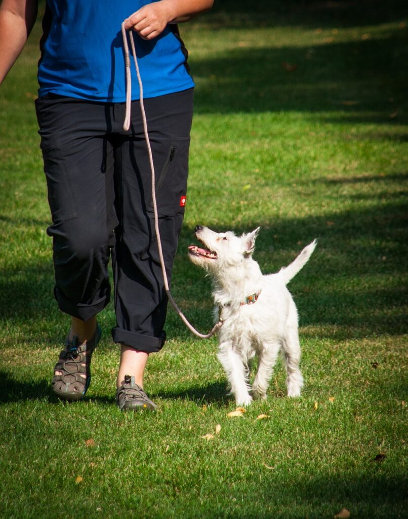 running, walk, animal, when walking, at foot, leash, on the lead run, footwork, companion dog exam, team test, dog sport, sports, dog, a dog-human team, pet, training, testing