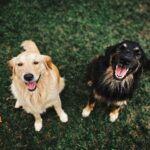 Two happy dogs looking up, smiling, sitting on a green grass field in an outdoor setting.