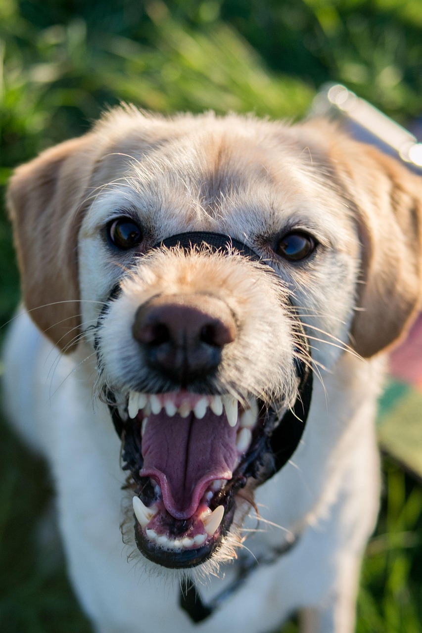 labradoodle, dog, labrador, muzzle, haltie, teeth, dogs teeth, growl, snarl, mongrel, mixed breed, nature, pet, tongue, fierce, angry, mad, upset, animal, canine