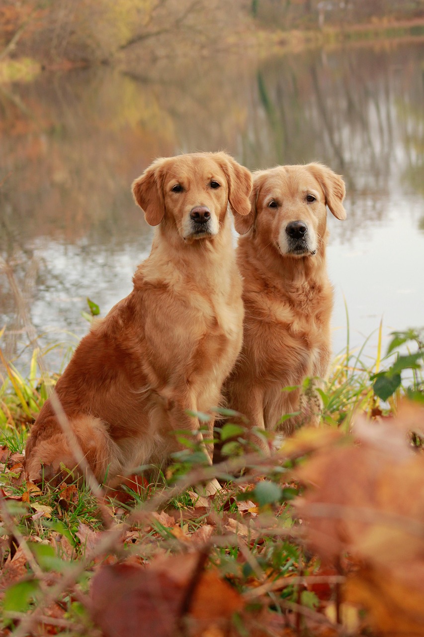 dogs, golden retriever, canine, playful, pet, autumn colors, fall, fall season, cute, dogs, golden retriever, golden retriever, golden retriever, golden retriever, golden retriever